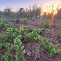 باغ ۱۵۰۰ متری شهرستان خدابنده روستای گوگجه ییلاق|فروش دفتر صنعتی، کشاورزی، تجاری|قیدار, |دیوار