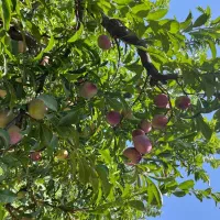 باغ به متراژ 500 متر با 74 درخت 6 ساله مثمر