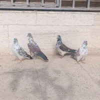 کبوتر نر کاشونی|پرنده|شاهین‌شهر, شهرک هشت بهشت|دیوار