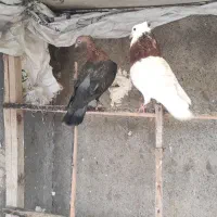 فروش کبوتر چپ مشکی وطوقی