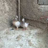 نقره ای|پرنده|کوهمره, |دیوار