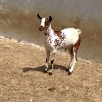 حامله و کوچک