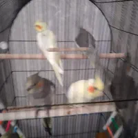 ۴ عدد عروس هلندی ۳ ماه به فروش میرسد|پرنده|رشت, سعدی (تختی)|دیوار