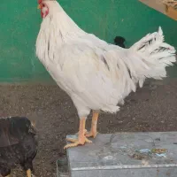 خروس گلین|حیوانات مزرعه|تهران, سهروردی|دیوار