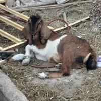 بز سالم وسرحال