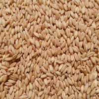 گندم دیم بوجاری