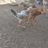 جوجه مرغی|پرنده|خاش, |دیوار