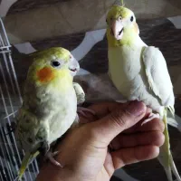 عروس هلندی مولدکارداده