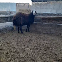 بره بذری تیزران وبزجوان