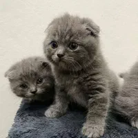 نمایشگاه /گربه /دامپزشکی|گربه|تهران, جنت‌آباد مرکزی|دیوار