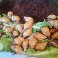 حلزون مولد|خزنده|آبپخش, |دیوار