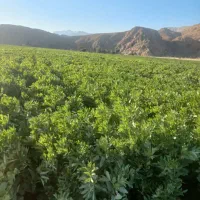 اجاره زمین کشاورزی ۱۴هکتار