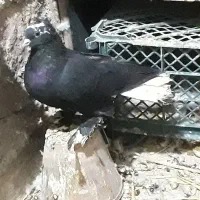 کبوتر
