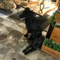 ژرمن بلک|سگ|ساری, |دیوار