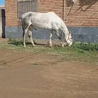 فروش مادیان ترکمن آماده کشش