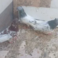 کبوتر|پرنده|شیراز, کرونی(خاتونک)|دیوار