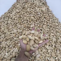 فروش خرید بادام و گردو