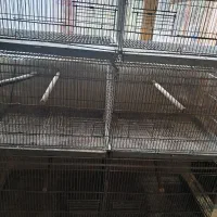 تعدادی قفس پرنده دست دوم|لوازم جانبی حیوانات|رشت, گلسار|دیوار