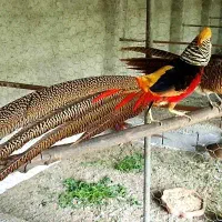 ست مرغ و خروس بلژیکی مولد