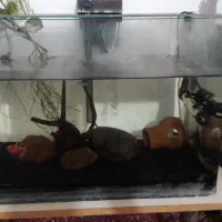 اکواریوم شیشه خم|ماهی|سنندج, |دیوار