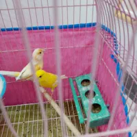 قناری دوتا ماده