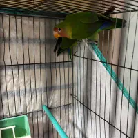 طوطی ملنگو و برزیلی|پرنده|الیگودرز, |دیوار