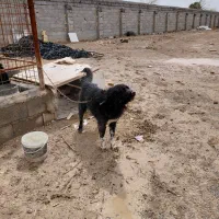 واگذاری یک سال نیم