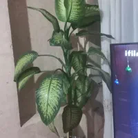 گل آپرتمانی