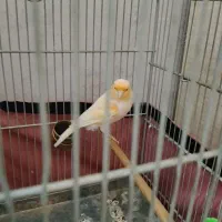 قناری نر|پرنده|ری, تقی آباد|دیوار