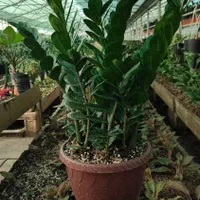 گل آپارتمانی،زاموفلیا، آگلونما و.عمده تحویل رایگان|گل و گیاه طبیعی|تهران, شهرک محلاتی|دیوار