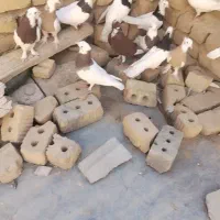 کوبترر|پرنده|طسوج, |دیوار