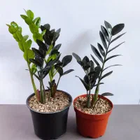 گل و گیاه آپارتمانی، زامیفولیا، پتوس، هویا