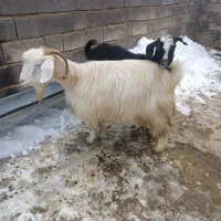 گوسفند|حیوانات مزرعه|قروه, |دیوار