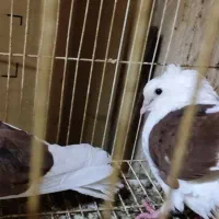 کبوتر پشت|حیوانات|سملقان, |دیوار