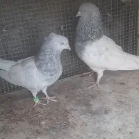 کله ای بازیکن|پرنده|بم, |دیوار