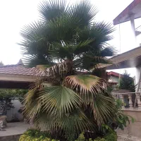 علفتراشی هرس برش چوب وغیره|خدمات باغبانی و درختکاری|عباس‌آباد, |دیوار