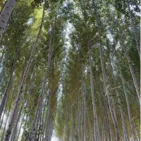 فروش درخت صنوبر