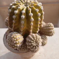 گل کاکتوس، گندمی، یخی|گل و گیاه طبیعی|شاهینشهر, شهرک ردانی پور|دیوار