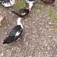 اردک اسرائیلی