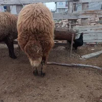 بره نر افشار|حیوانات مزرعه|گمیشان, |دیوار