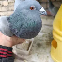 پلاکی|پرنده|اصفهان, گورت|دیوار