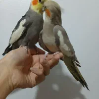 جفت کارداده عروس هلندی|پرنده|تهران, مسعودیه|دیوار