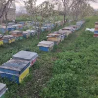 عسل صندوق بدون قاطی