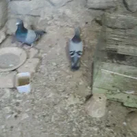 شامی اصل معاوضه