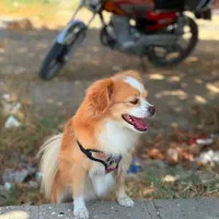 سگ پامرانین|سگ|قره ضیاالدین, |دیوار