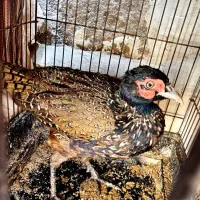 طاووس کفتر زینتی|پرنده|اسلامشهر, شهرک امام حسین (میان آباد)|دیوار