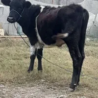 فروش تلیسه هلشتاین