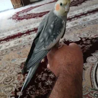 جفت عروس پاریس مولد|پرنده|کوهدشت, |دیوار