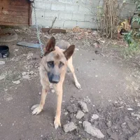 یه سگ ژرمن نر