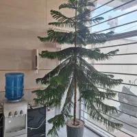 کاج مطبق سرحال